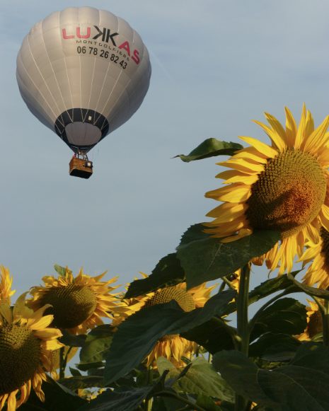 Mongolfière au dessus des champs de tournesol